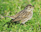 savannah sparrow BRD6056.JPG