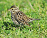 savannah sparrow BRD6065.JPG
