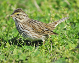 savannah sparrow BRD6064.JPG