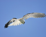 white-tailed kite BRD6136.JPG