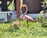 flamingo chick DSC4077.JPG