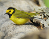 hooded warbler BRD6787.JPG