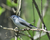 blue-gray gnatcatcher BRD6961.JPG