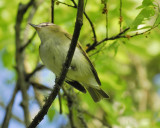 red-eyed vireo BRD7035.JPG