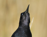 boat-tailed grackle BRD7437.JPG