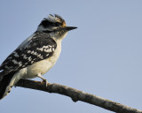 downy woodpecker BRD7865.JPG