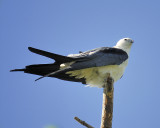 swallow-tailed kite BRD8408.JPG