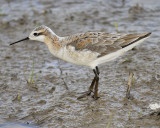 wilsons phalarope BRD8588.JPG