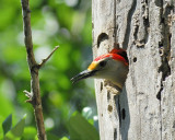golden-fronted woodpecker BRD8985.JPG
