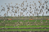 white-rumped sandpiper BRD9018.JPG