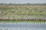 white-rumped sandpiper BRD9025.JPG