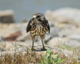 broad-winged hawk BRD9305.JPG