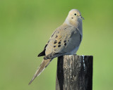 mourning dove BRD9119.JPG