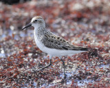 semipalmated sandpiper BRD9609.JPG
