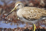 short-billed dowitcher BRD9696.JPG