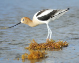 american avocet BRD9858.JPG