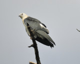 swallow-tailed kite BRD1030.JPG