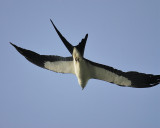 swallow-tailed kite BRD0868.JPG