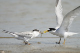 least tern BRD1174.JPG