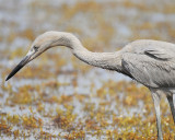 reddish egret BRD1147.JPG