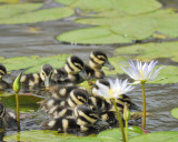 black-bellied whistling duck BRD1377.JPG