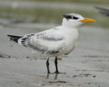 royal tern BRD1537.JPG