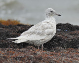 ring-billed gull BRD1500.JPG