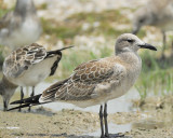 laughing gull BRD1737.JPG