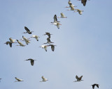white ibis BRD2423.JPG