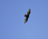 turkey vulture tag BRD2547.JPG