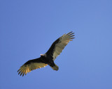 turkey vulture BRD3013.JPG