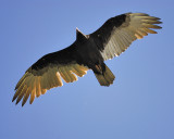 turkey vulture BRD3015.JPG