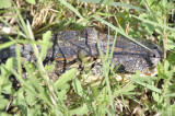 american alligator DSC4193.JPG