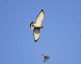 broad-winged hawk BRD3242.JPG