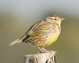 eastern meadowlark BRD3930.JPG