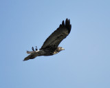 white-tailed hawk BRD3985.JPG