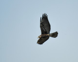 white-tailed hawk BRD4004.JPG