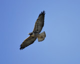 white-tailed hawk BRD4202.JPG