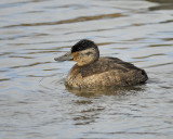 ruddy duck BRD4418.JPG