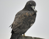 white-tailed hawk BRD4308.JPG