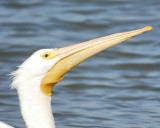 white pelican BRD4670.JPG