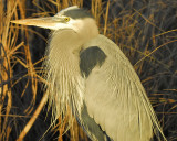 great blue heron BRD5739.JPG