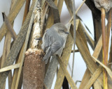 common bushtit BRD4735.JPG