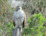 red-tailed hawk BRD6109.JPG