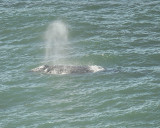 gray whale BRD5190.JPG
