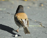 dark-eyed junco BRD5258.JPG