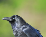 common raven BRD5444.JPG
