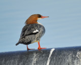 common merganser BRD5591.JPG