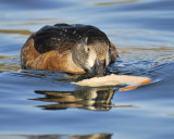 ring-necked duck BRD6279.JPG