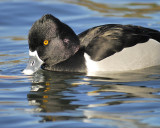 ring-necked duck BRD6286.JPG